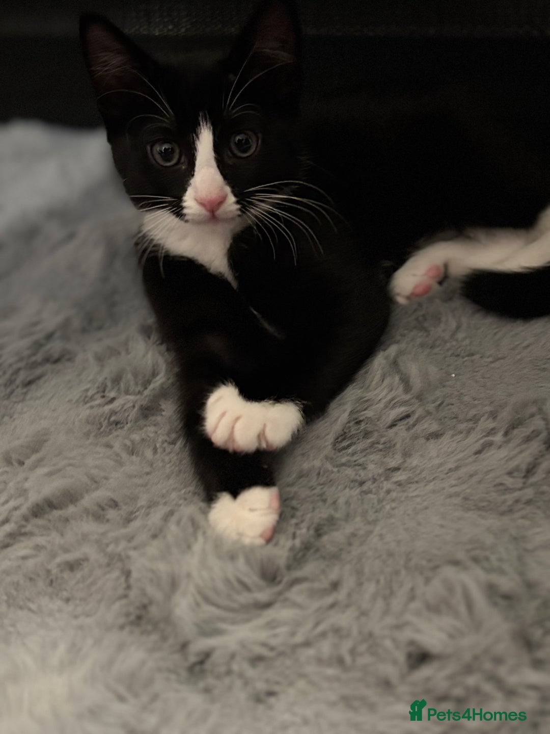 Domestic Shorthair cats for sale: Healthy 12-Week-Old Kittens — (Wormed, Ready Now!) - Image 18