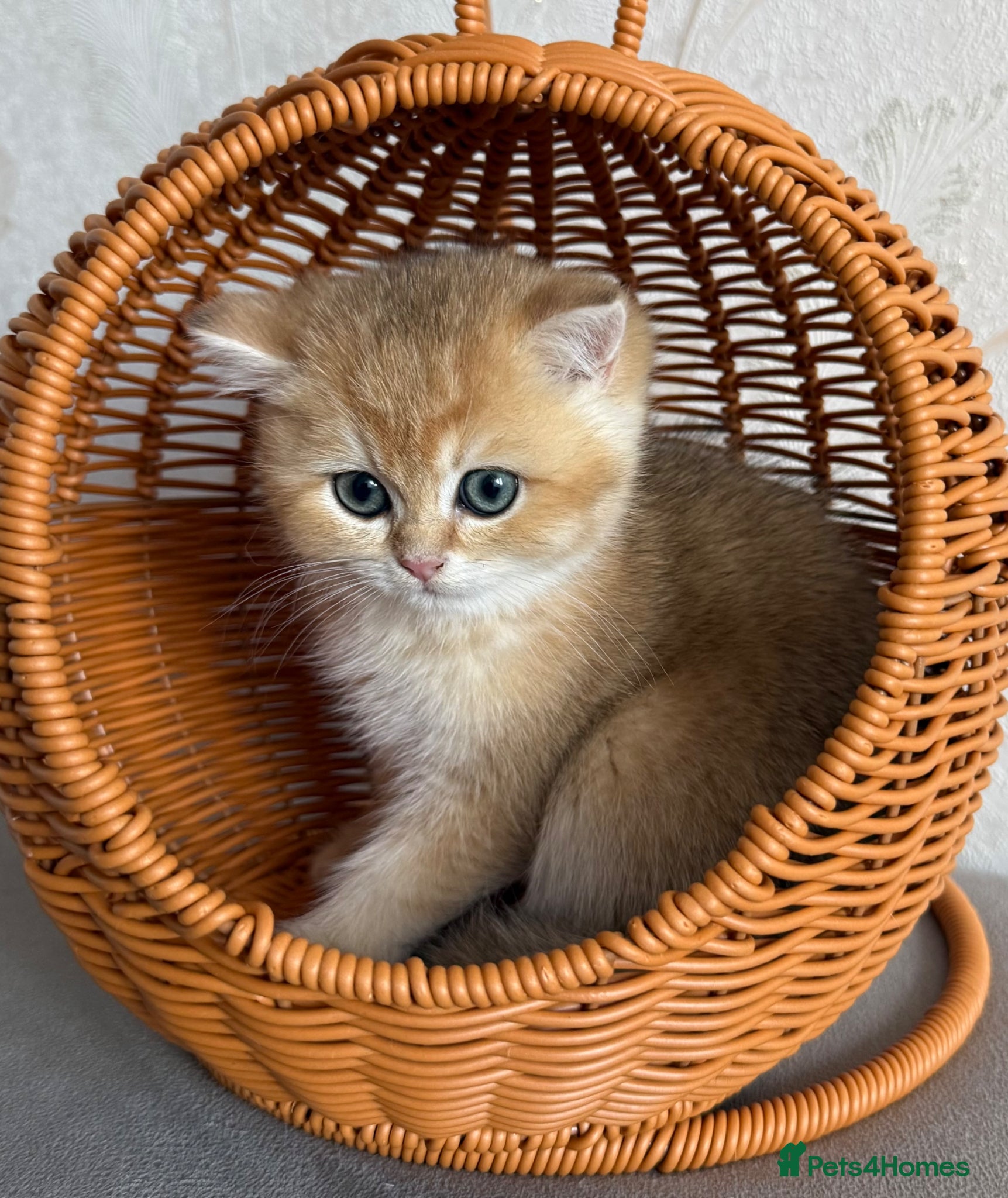 British Shorthair cats 🌟Adorable Golden Pure BSH kittens 🌟 - Advert 17