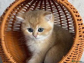 British Shorthair cats 🌟Adorable Golden Pure BSH kittens 🌟 - Advert 17