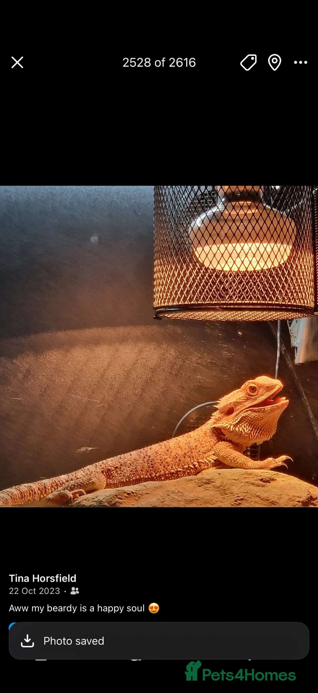 Bearded Dragon reptiles for sale: Bearded dragon  in Burton-on-Trent - Advert 2