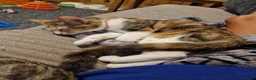 Mixed Breed cats for sale: Beautiful female cat  - Advert 8