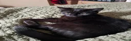 Domestic Shorthair cats for sale: Kitten for Adoption - Advert 3