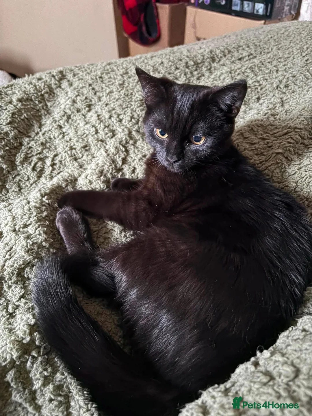 Domestic Shorthair cats for sale: Kitten for Adoption - Advert 3