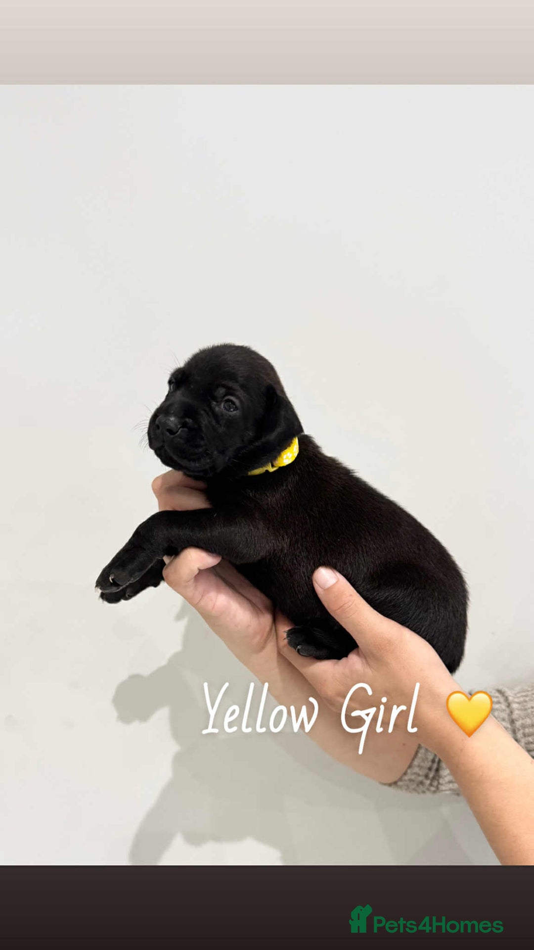 Mixed Breed dogs for sale: Doberman X XL Bully  - Image 19