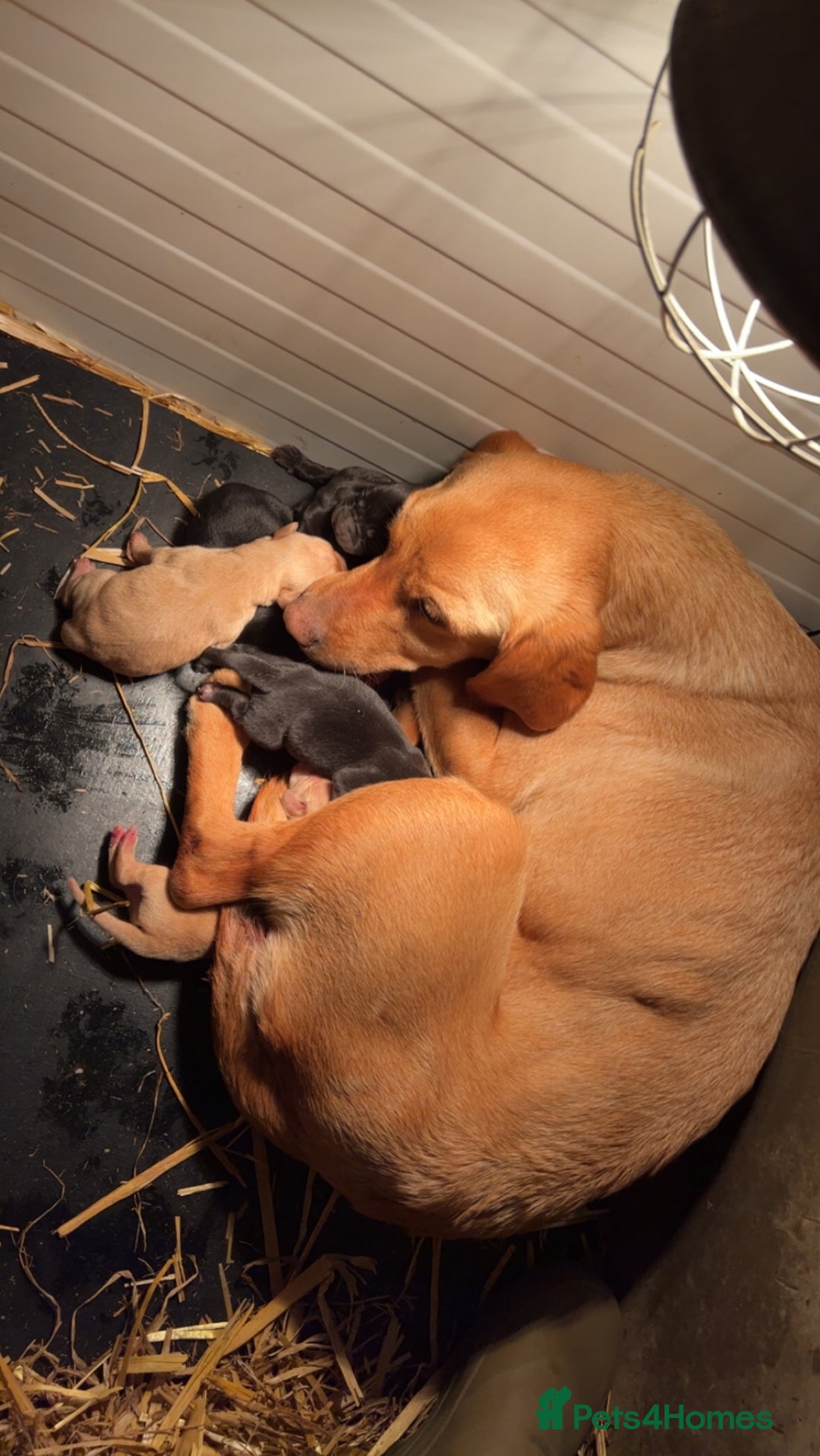 Labrador Retriever dogs for sale: Gorgeous Labrador pups for sale - Image 7