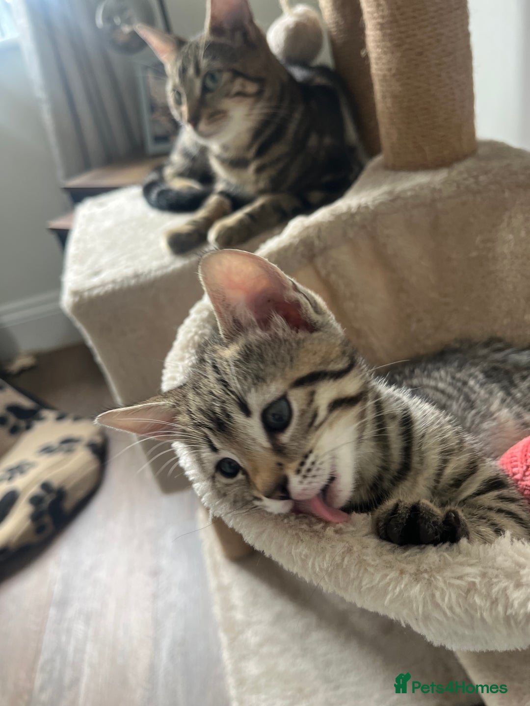 Bengal cats for sale: 1 grey bengal kitten.  - Image 2