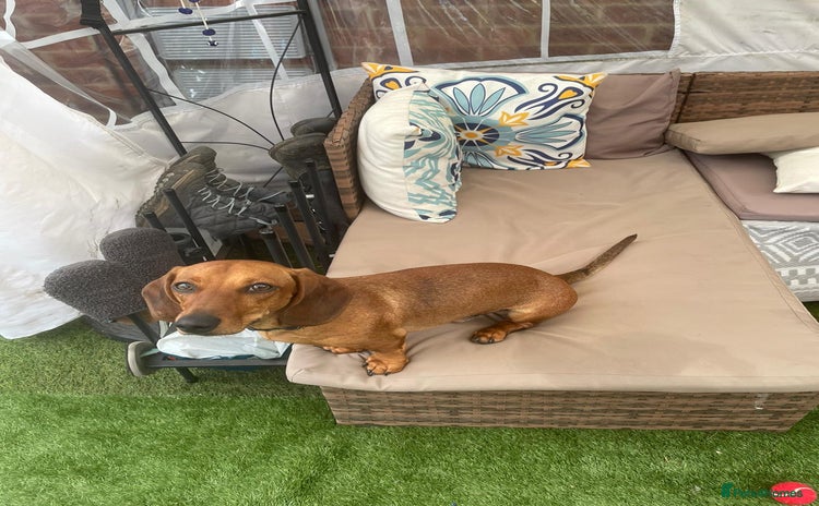 Dachshund dogs - Advert 1