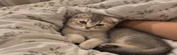 Scottish Fold cats for sale: Scottish fold chinchilla kitten! in Pinner - Advert 2