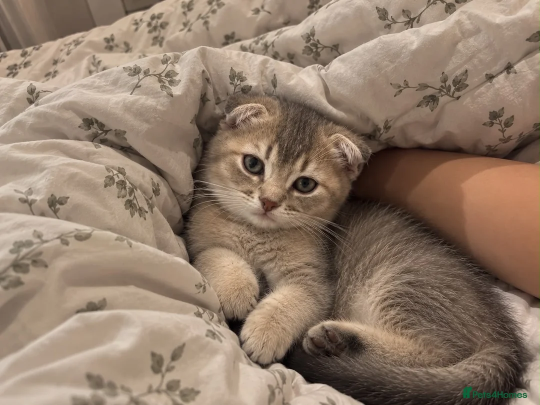 Scottish Fold cats for sale: Scottish fold chinchilla kitten! in Pinner - Advert 2