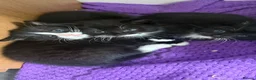Mixed Breed cats for sale: Kittens - Advert 4