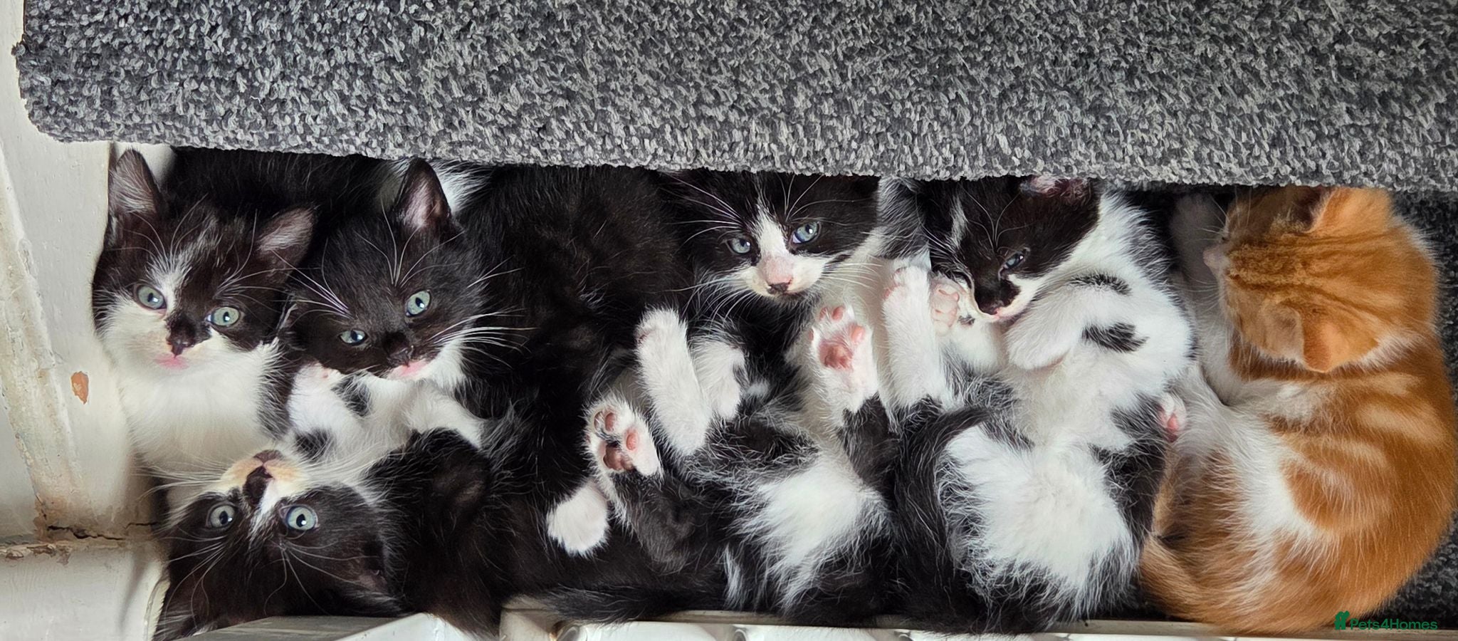 Mixed Breed cats 6 kittens ready to go to their forever home - Advert 2