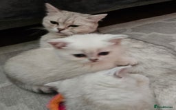 British Shorthair cats for sale: Last handsome siver boy available - Image 6