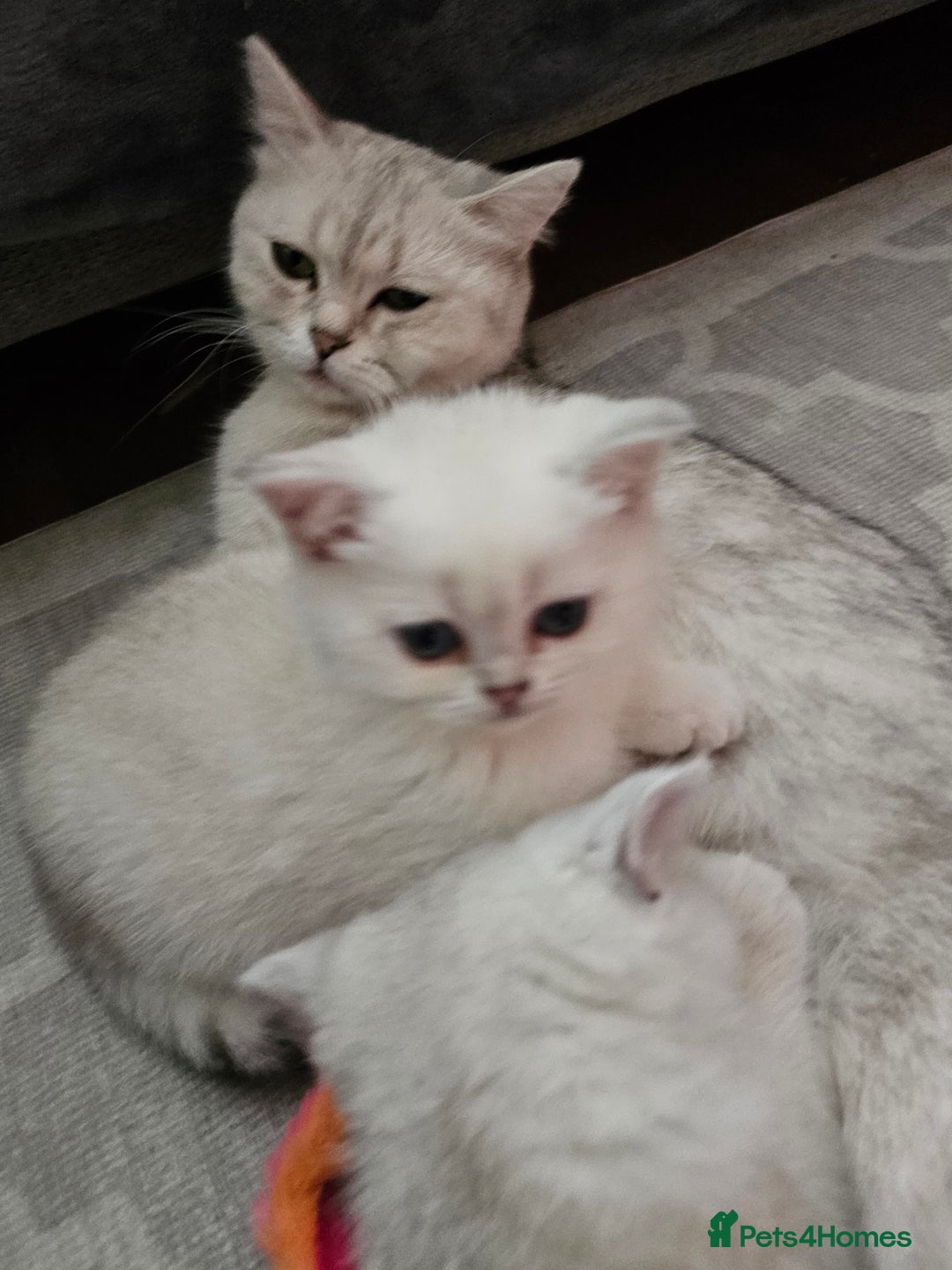 British Shorthair cats for sale: Last handsome siver boy available - Image 6