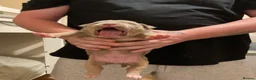 American Bully dogs for sale: Pocket Bully Puppies in Coventry - Advert 16