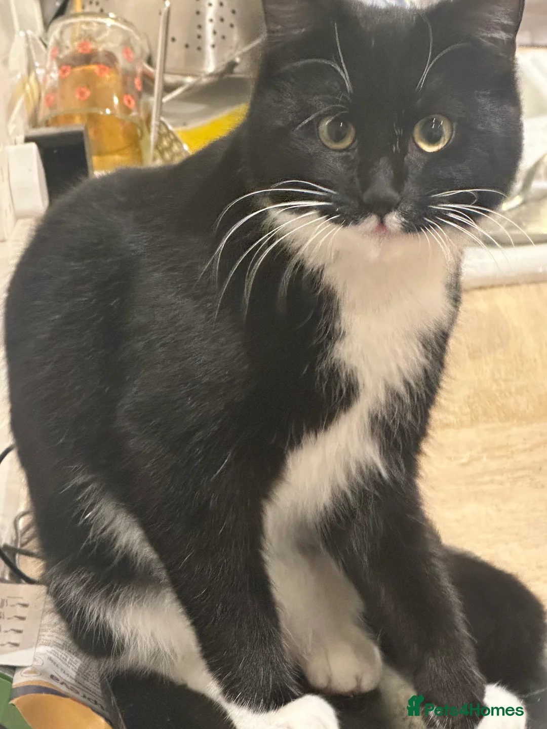 Mixed Breed cats for sale: 2x male kittens for sale. - Advert 6