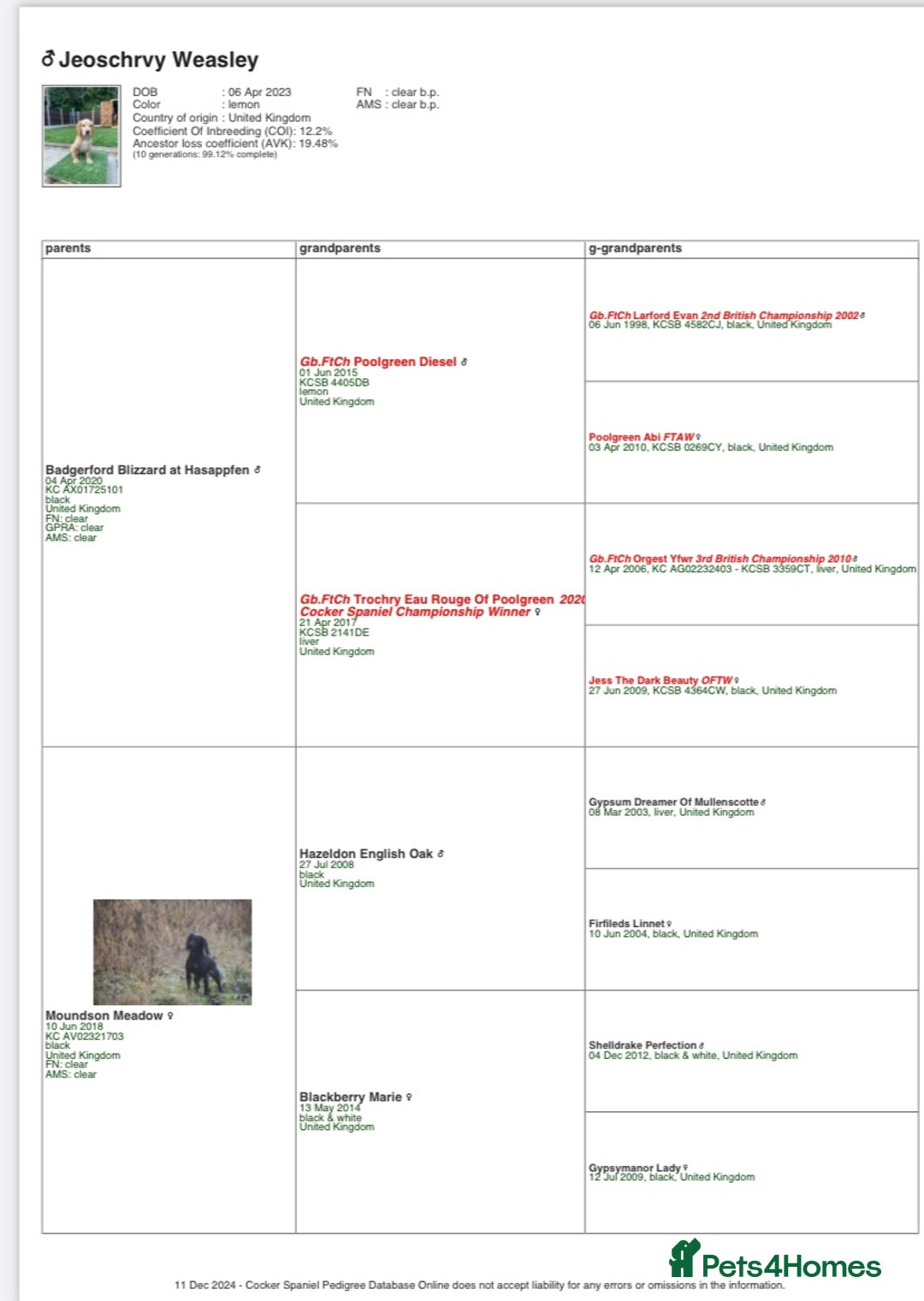 Cocker Spaniel dogs for stud: Proven Health tested Cocker spaniel for stud  in Loughborough - Image 8