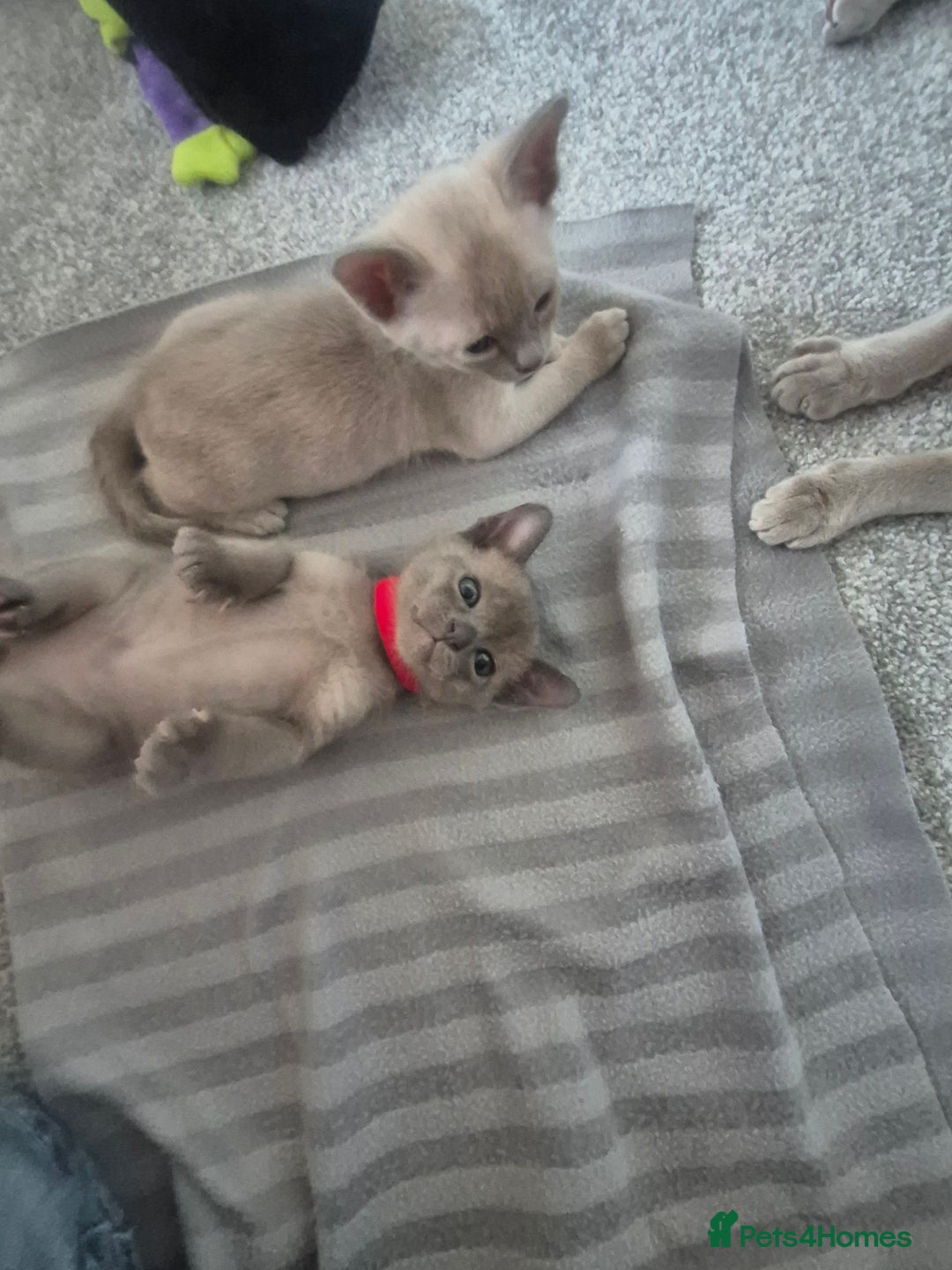 Burmese cats for sale: Burmese kittens for sale in Doncaster - Image 7