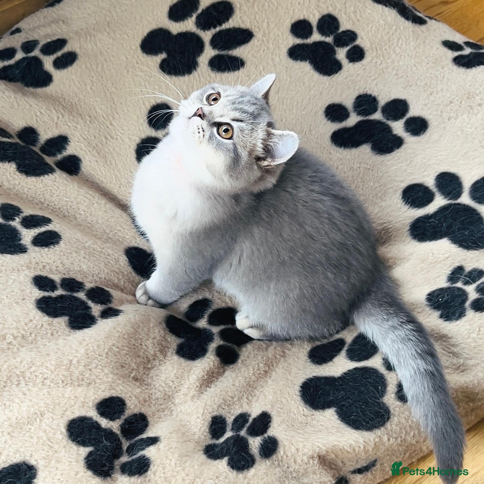 British Shorthair cats Girl Ready Now - GCCF/TICA British Shorthair - Advert 2