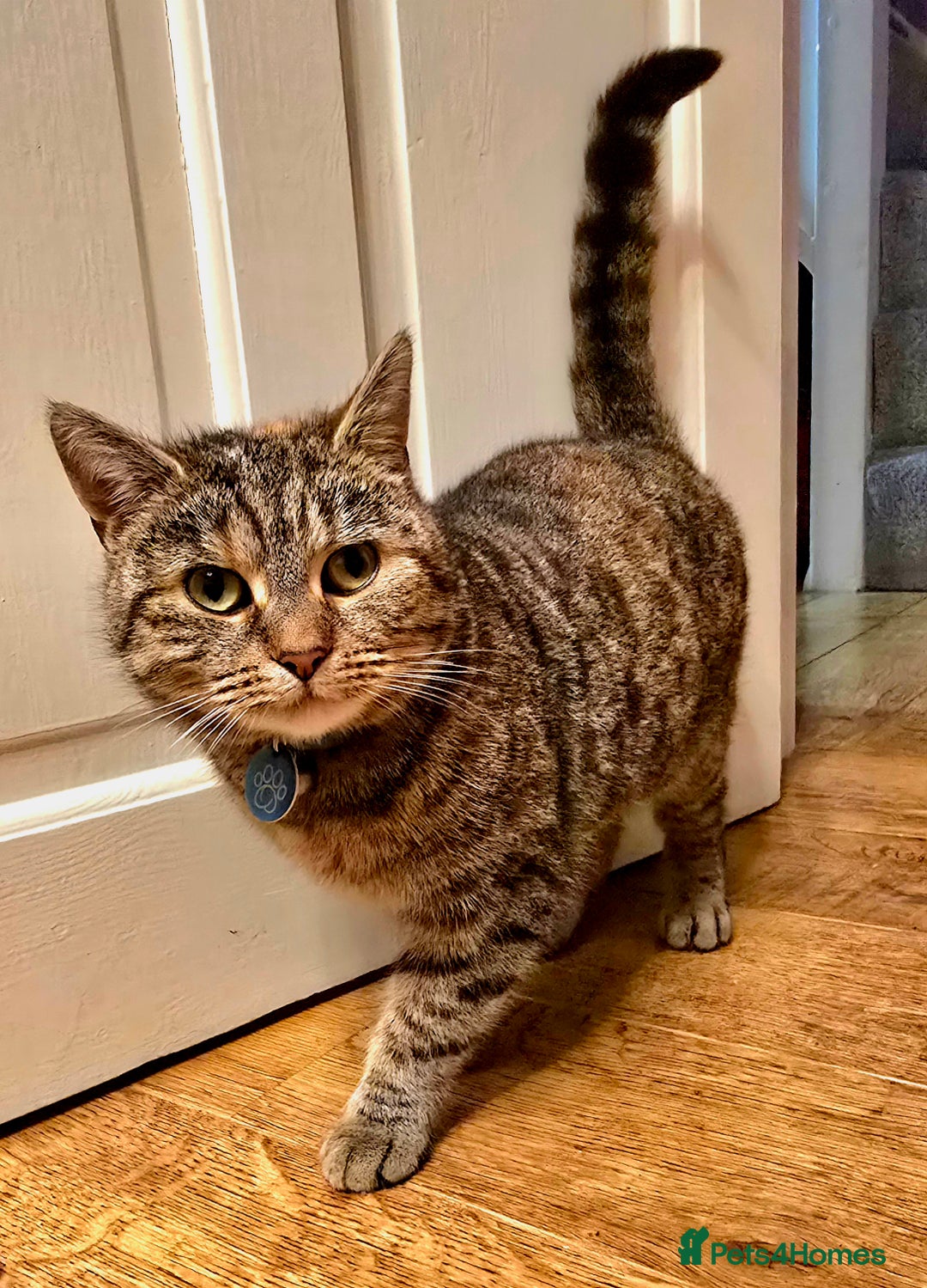 Mixed Breed cats for sale: 5 Adorable Kittens Ready for New Homes 🐾 - Image 21