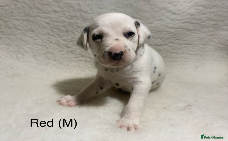 Dalmatian dogs - Advert 2