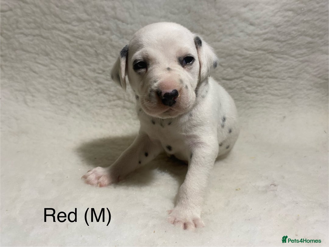 Dalmatian dogs for sale: Stunning KC dalmation puppies for sale! - Image 1