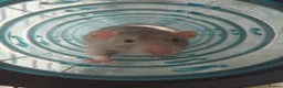 Rat rodents for sale: 2 male rats for rehome in Bristol - Advert 4