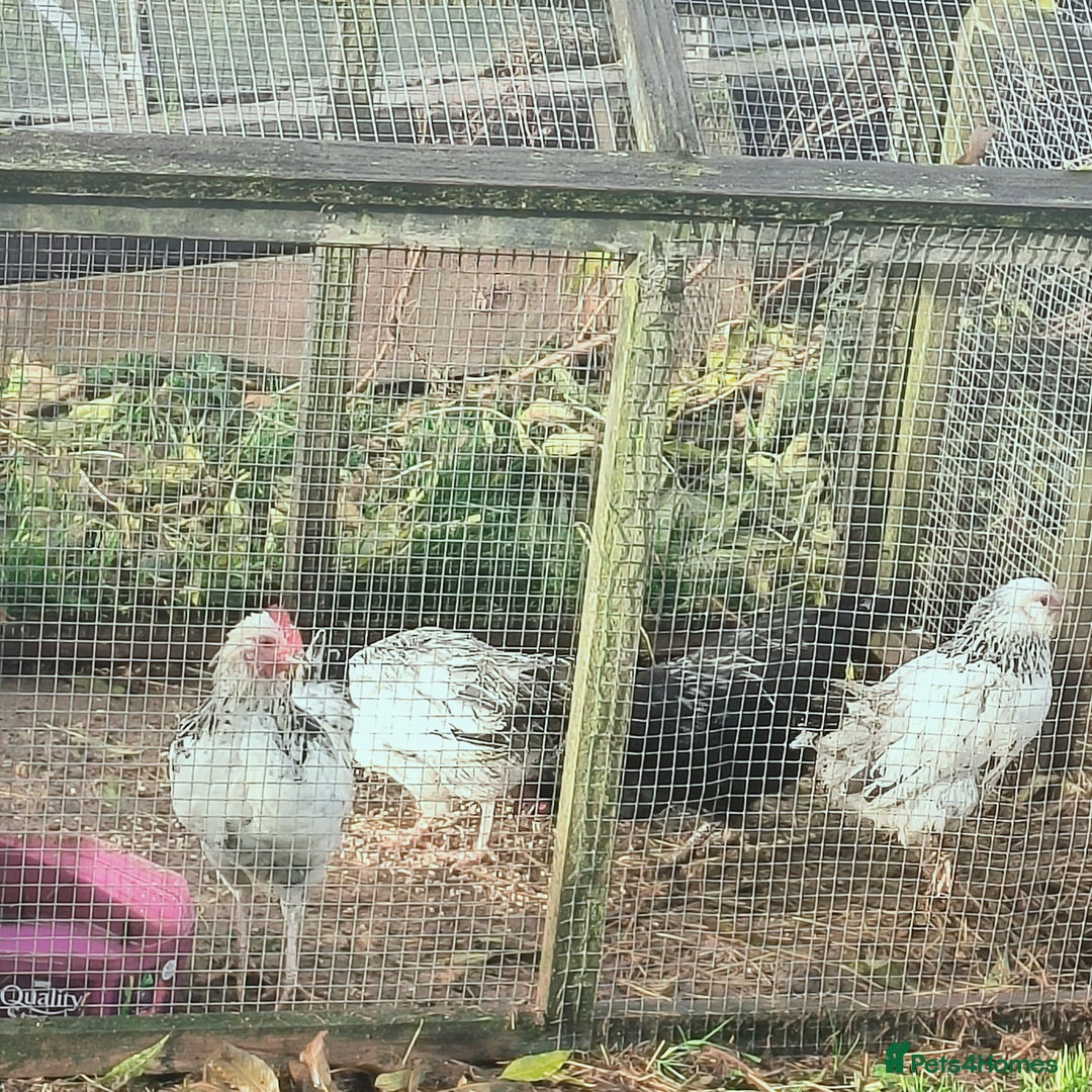 Chickens poultry for sale: Two trios of bantams  - Image 3