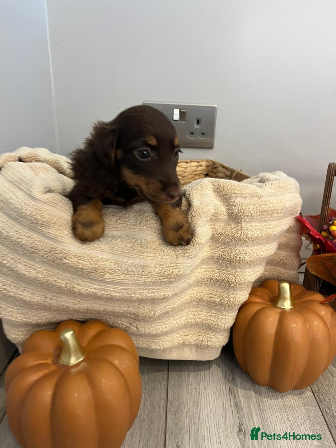 Miniature Dachshund dogs for sale: Beautiful miniature dachshund puppies  - Image 30
