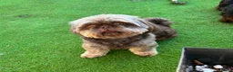 Shih Tzu dogs for sale: Beautiful Shih Tzu Puppies - Advert 4