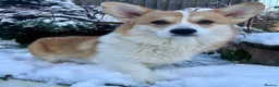 Mixed Breed dogs for sale: BEAUTIFUL MINI CORGIPOO PUPPIES  in Llanelli - Advert 38