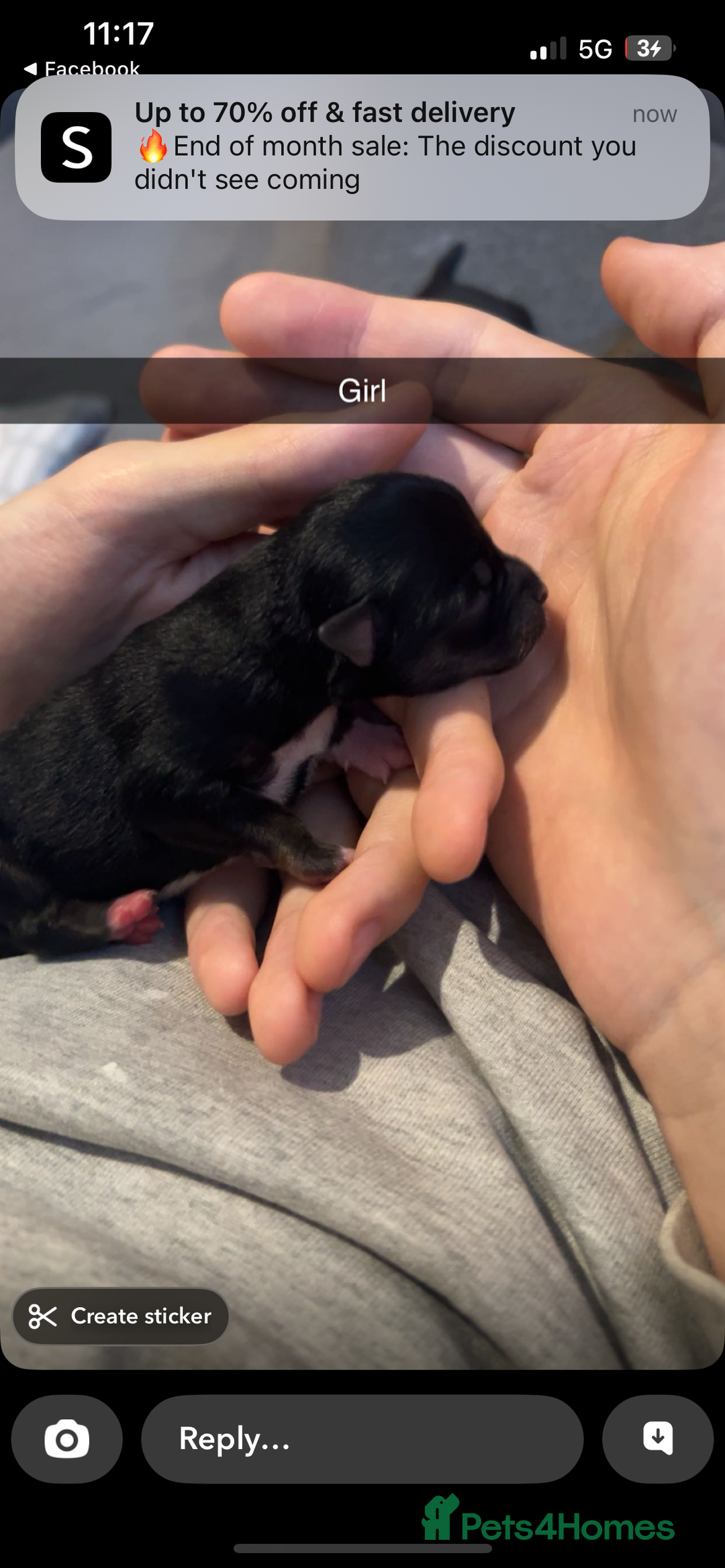 Mixed Breed dogs for sale: Chugs  - Image 10