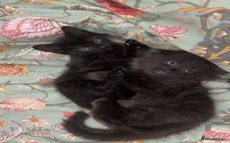 Russian Blue cats for sale: 2 Male Kittens for same  - Image 6