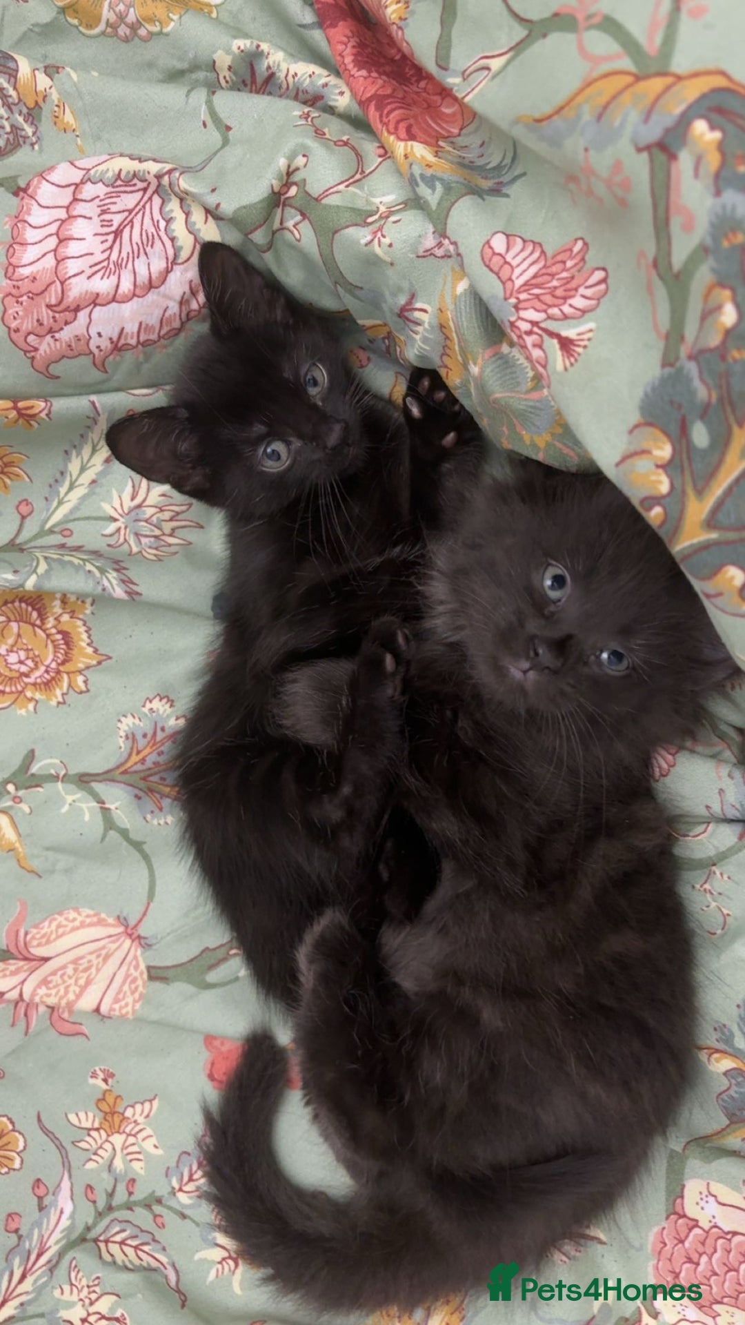 Russian Blue cats for sale: 2 Male Kittens for same  - Image 6