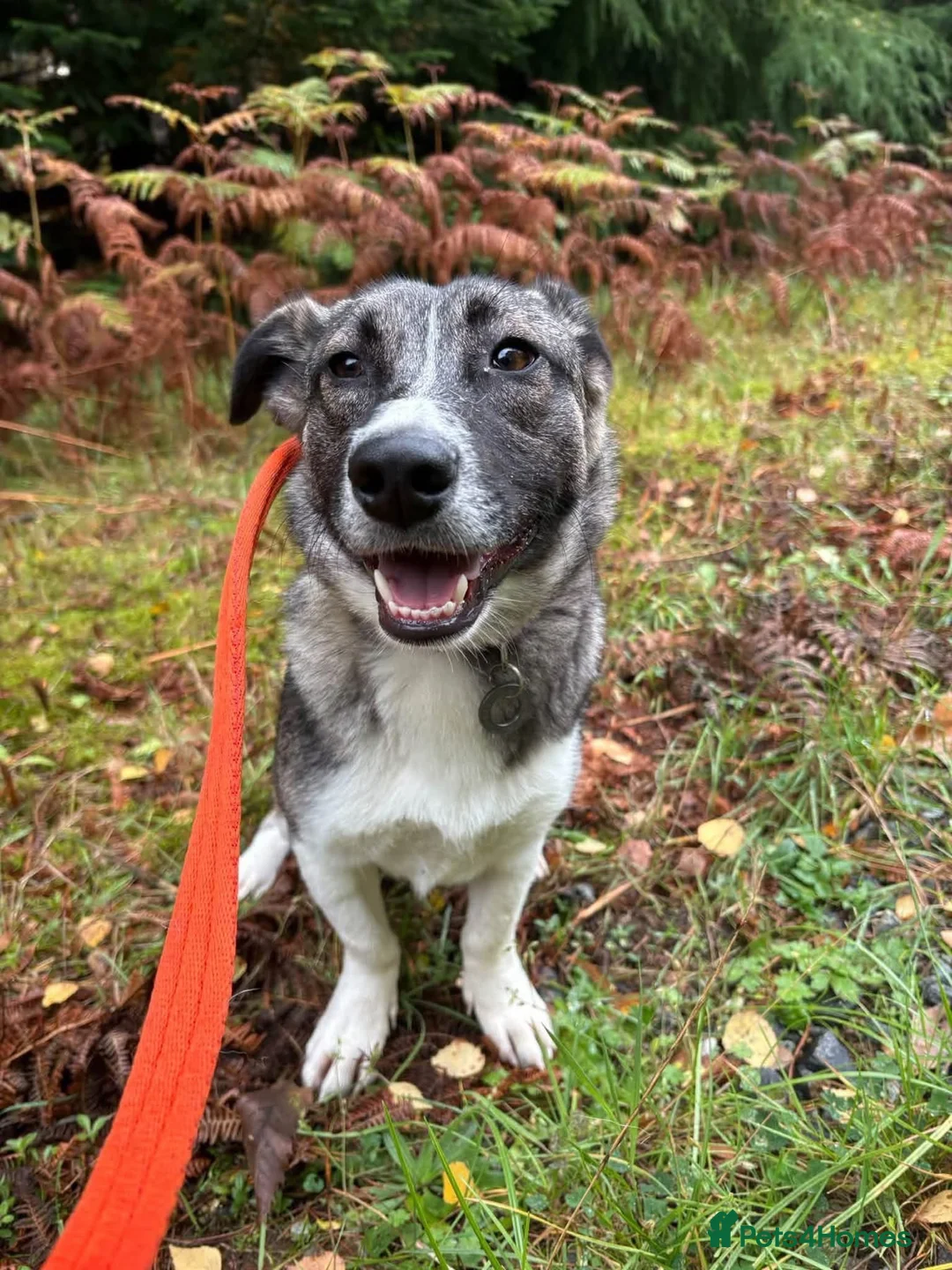 Mixed Breed dogs for adoption: Olivia - Norwich Norfolk  - Advert 2