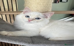 Ragdoll cats for sale: Cream point boy ready now in Lincoln - Image 15