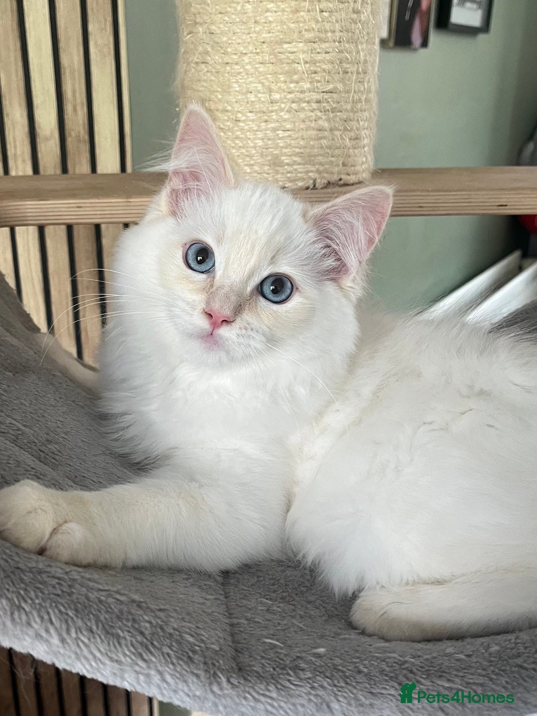 Ragdoll cats for sale: Cream point boy ready now in Lincoln - Image 15