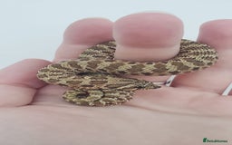 Snake reptiles for sale:  2025 Western Hognose babies  - Advert 7