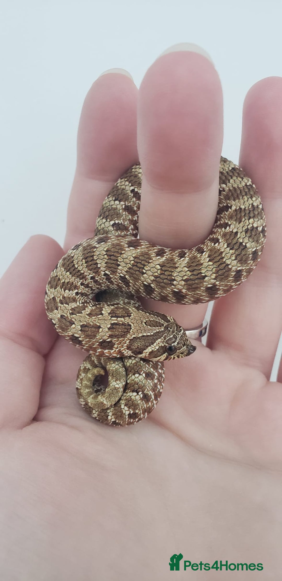 Snake reptiles for sale:  2025 Western Hognose babies  - Advert 7