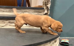 Labrador Retriever dogs for sale: Stunning Fox red labradors - Image 12