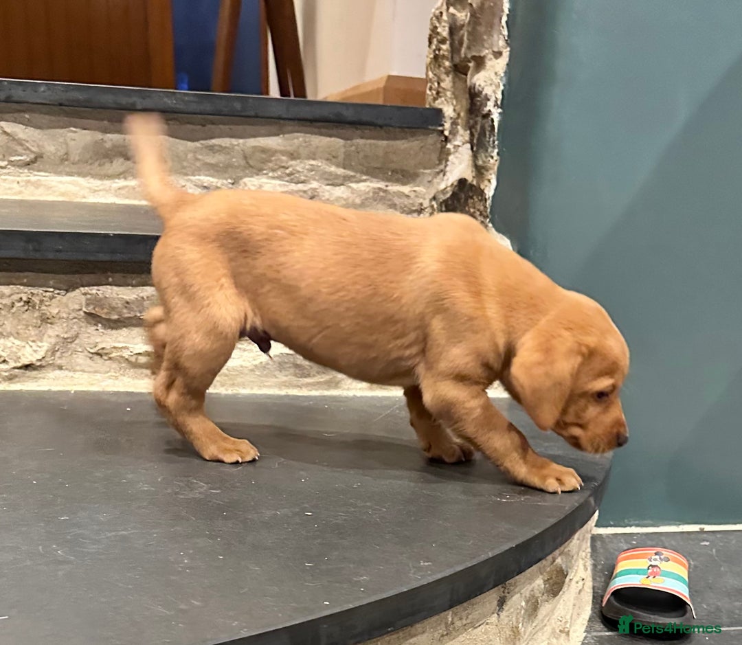 Labrador Retriever dogs for sale: Stunning Fox red labradors - Image 12