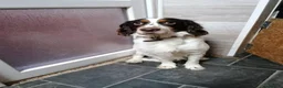 Mixed Breed dogs for adoption: 💙TOMMY THE SPANIEL💙-CLEVER, LOVING SPECIAL BOY  in High Peak - Advert 3
