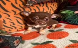 Chihuahua dogs for sale: For sale  - Advert 4