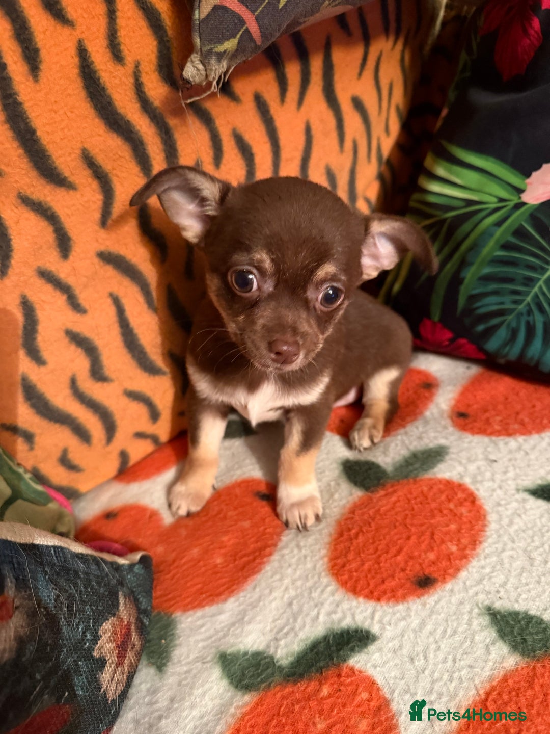 Chihuahua dogs for sale: For sale  - Advert 4
