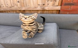 Bengal cats for sale: Bengal Kitten Male - Image 1