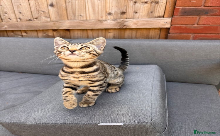 Bengal cats - Advert 4