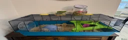 Hamster rodents for sale: Hamster and all accessories  - Advert 7