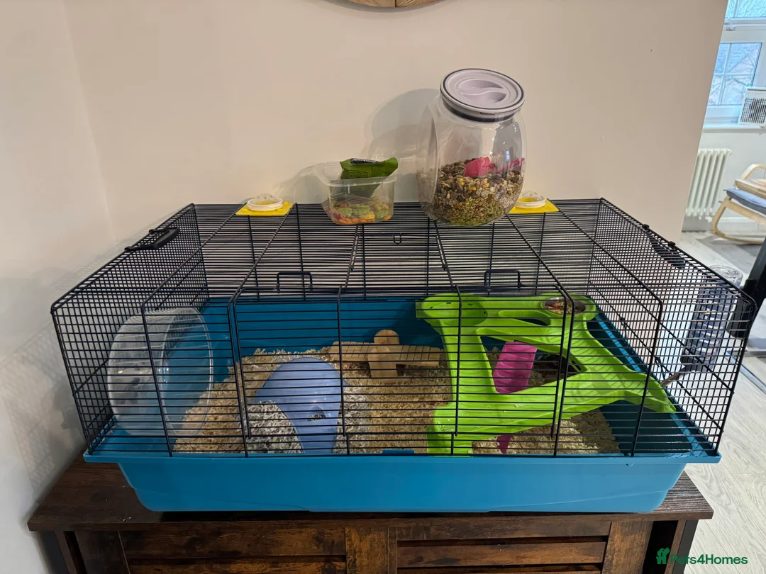 Hamster rodents for sale: Hamster and all accessories  - Advert 7