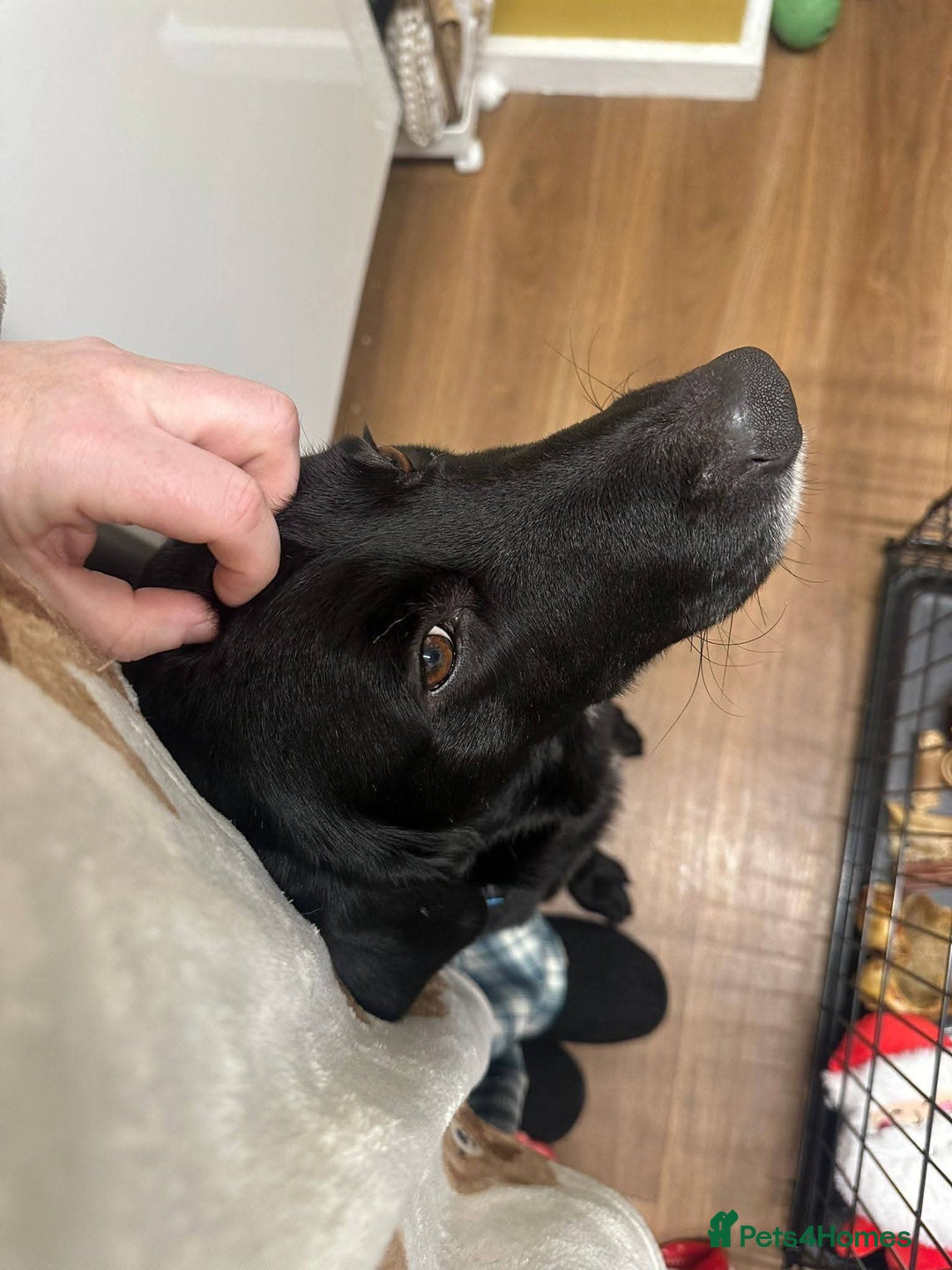 Mixed Breed dogs for adoption: Meet Cosmo, currently residing in Yorkshire  - Advert 2