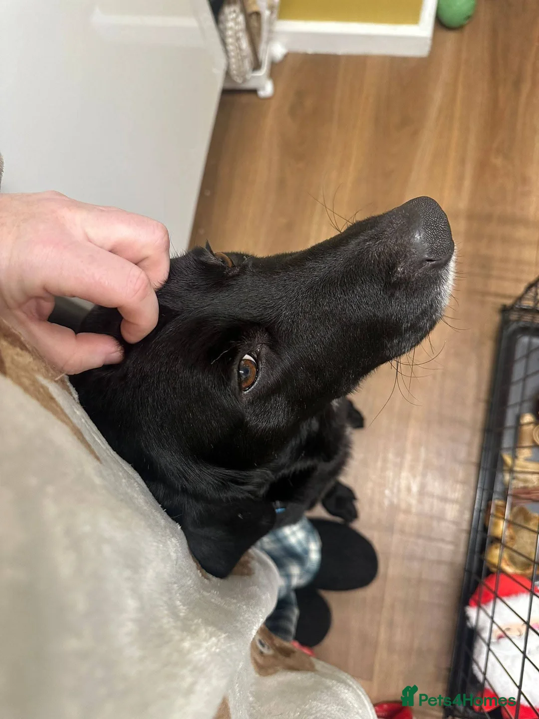 Mixed Breed dogs for adoption: Meet Cosmo, currently residing in Yorkshire  - Advert 2