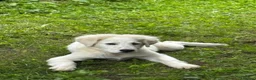 Pyrenean Mountain Dog dogs for sale: Layla female dog  - Advert 3